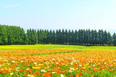 お花畑♪　『生駒高原』