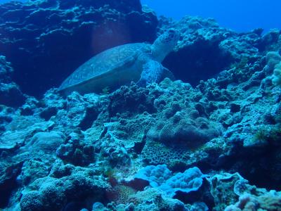 夏！！与論島ミルキーウェイでダイビング。