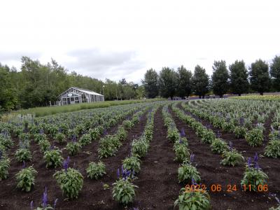 {ラベンダー畑｝　初めての北海道　ファーム富田　１４