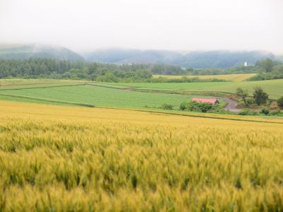 夏の北海道１人旅No.６＜美瑛＞迷いに迷って行った美瑛でサイクリング　曇り空でも美しい景色に感動の旅　