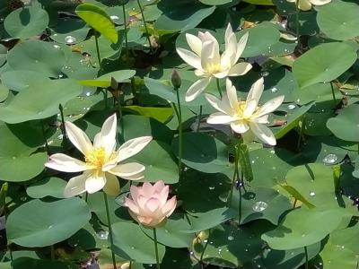 県民割バスツアーを初めて利用してみた～千栗土居公園の舞妃蓮と伊万里風鈴祭り～