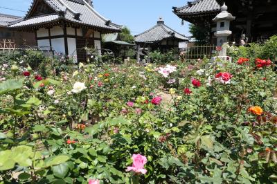 初夏の三重・奈良・京都♪　Vol.133 ☆橿原市：バラの殿堂「おふさ観音」♪