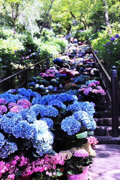 紫陽花の長谷寺