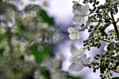 2022　初夏に向かって咲く華・花【 あじさいの山寺三光寺】