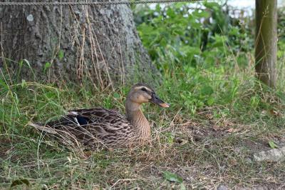 ア・チッ・チッ・チッ・チッの舎人公園　②