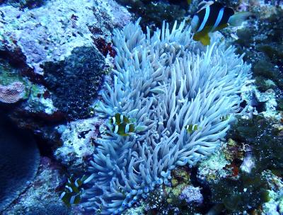 夏！！沖永良部島　ヤグニヤでダイビング