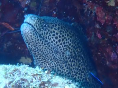 夏！！　沖永良部島　ヤグニヤスペシャルでダイビング。