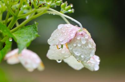 雨降りの鶴舞公園♪　水滴をまとった花が愛しい♪