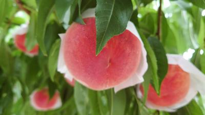 2022年7月　山梨日帰り旅行♪おいしい桃狩り♪フルーツ温泉ぷくぷく♪鳥もつ煮♪