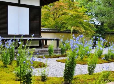 京のお散歩　　22　　廬山寺　～　閑旧院