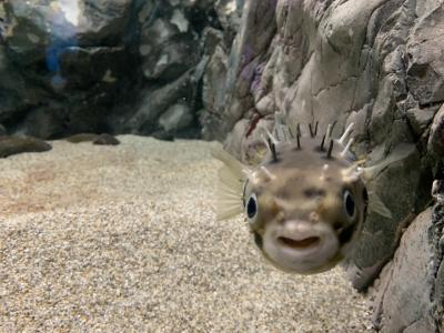 海の中道マリンワールドと下関海響館を巡る1泊2日家族旅行<2日目・門司港＆下関編>