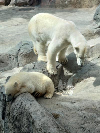 久しぶりの夏の北海道　小樽・旭山動物園・ノロッコ号