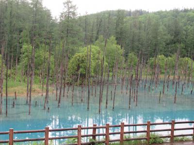 足まめ母娘の2022年北海道2人旅 (2)雨の中の富良野・美瑛ツアー