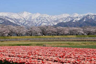 あさひ舟川「春の四重奏」2022～残雪の朝日岳に桜並木、チューリップ、菜の花が咲き揃う絶景～（富山）