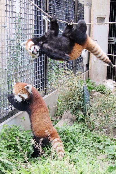 ３年半ぶりの旭山動物園レッサーパンダ遠征2022（４）レッサーパンダとホッキョクグマ特集１：日曜日だけあったレッサーパンダのもぐもぐタイム