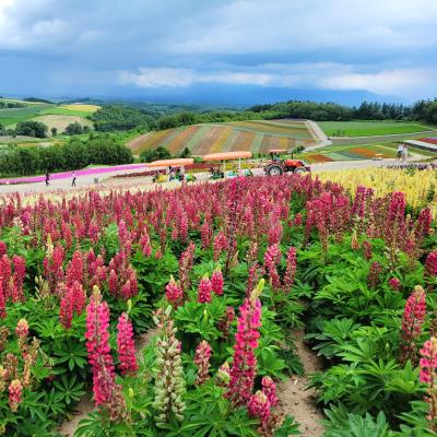 初夏の富良野・美瑛は花盛り