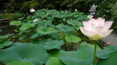 雨上がりの修学院離宮,そして”銭形平次”ロケ地へ。