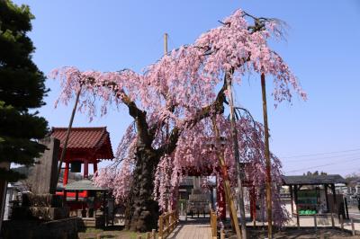 乙姫桜と南湖公園