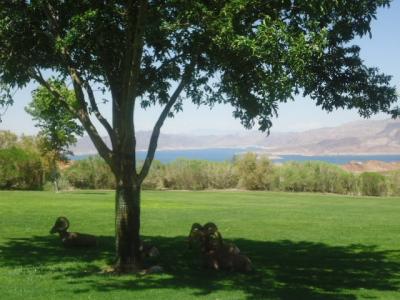 ネバダ州 ボルダーシティ　－　野生のオオツノヒツジがいるヘメンウェイパーク