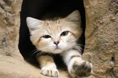 豪雨の後の７月連休初日の埼玉こども動物自然公園（前編）やっと会えたオシドリの雛とスナネコたち～生後１週間の子ウシや２日目のグンディベビー他