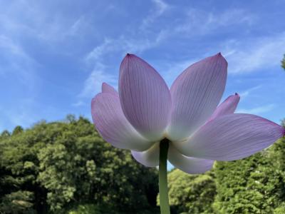 プチプチ旅　町田ハス園2022 ～月末くらいまでは見頃かな～