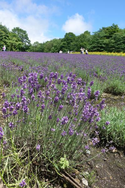 【東京近郊・日帰り旅　夏の群馬　ひとり旅】グリーン＆ラベンダーの当たらない旅の巻