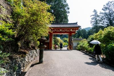 三室戸寺あじさい園を訪ねて