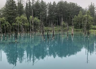 雲上の花畑広がる「旭岳」と「黒岳」ガーデンフェスタ北海道2022⑦２日目の4　～青い池～白ひげの滝～ぜるぶの丘～