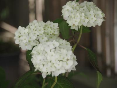 2021年5月エクシブ箱根離宮　１（湿生花園）