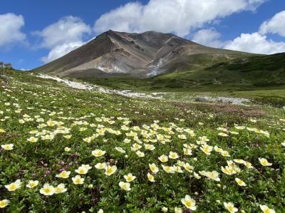富良野、美瑛でラベンダーを　旭岳で季節の花々を楽しむ北海道の旅