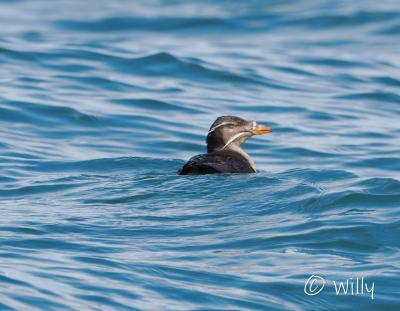 北の大地と海で　鳥編