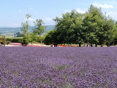 202207☆旭川・美瑛・富良野☆雨の旭山動物園とラベンダー最盛期のファーム富田