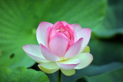 櫻堂薬師（桜堂薬師）「鶴池」のハスの花