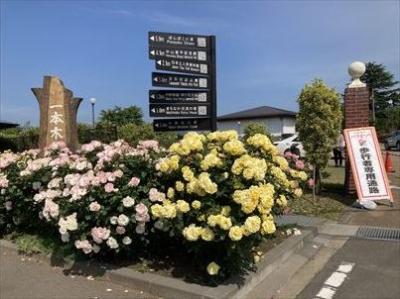 2022年06月　長野県中野市　一本木公園薔薇祭りに行ってきました。