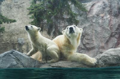 HOKKAIDO LOVE!6日間周遊パス延長戦、最終日～旭山動物園・小樽市総合博物館編～