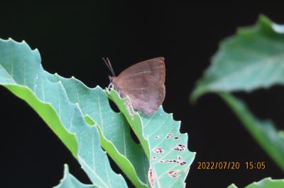 2022年森のさんぽ道で見られた蝶(33)その2)ムラサキシジミ、ヤマトシジミ、イチモンジセセリ、モンシロチョウ、キチョウ
