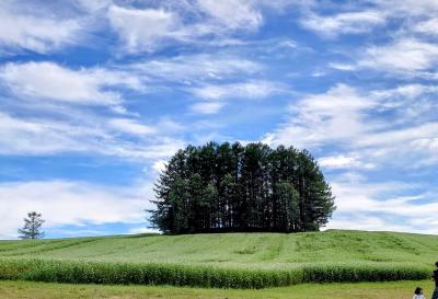 久しぶりの夏の北海道　富良野・美瑛・新千歳空港