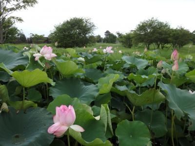 博多と吉野ヶ里公園さんぽ