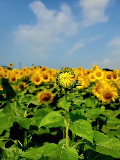 ひまわり回廊と青い海！風の抄で過ごす夏休み