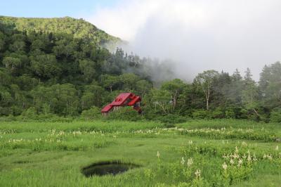 山の花に囲まれて　栂池高原その１