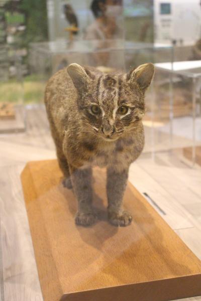 石垣島～竹富島～西表島　離島でアクティビティ③