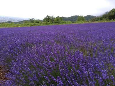2022.7月ラベンダー、ウポポイ、小さな博物館、公園散策、盛りだくさんの北海道