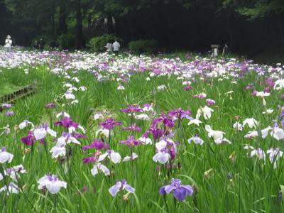 季節の花めぐり　2022初夏　　Flower tour in early summer 2022