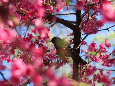 桜が満開のブエノスアイレス日本庭園