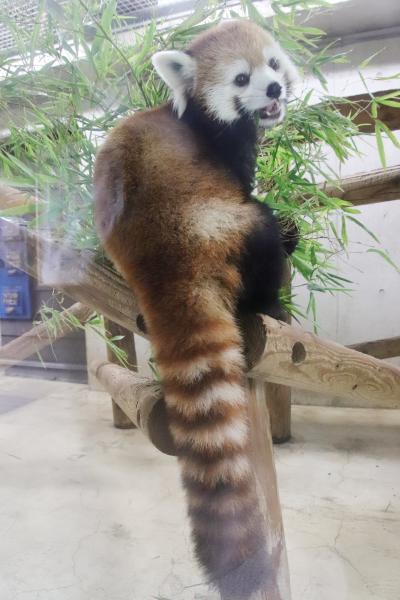 リベンジのんびり７月２度目の埼玉こども動物自然公園（後編）レッサーパンダのリンちゃん撮れた！～ペンギンの営巣地や新コウノトリ舎こうのいけまで