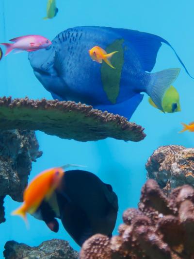 葛西臨海水族園-5  インド洋・紅海-塩分濃い熱帯　☆透明度高いサンゴ礁‐多彩な海中