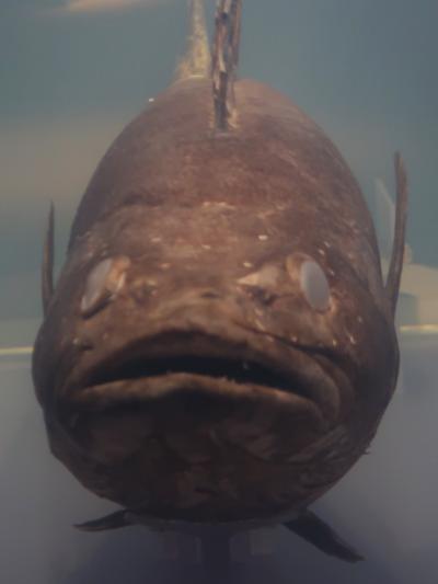 葛西臨海水族園-7　北極・南極の生き物たち　☆南極海最大級の魚類－標本