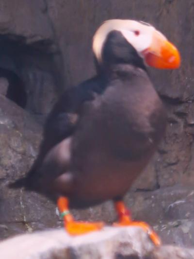葛西臨海水族園-8　海鳥の生態　エトピリカ　☆ウミガラスの仲間－解説給餌