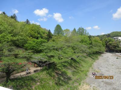 青梅市：釜の淵公園の桜並木は、家内の祖父定吉翁が植えて、育てたものだ。
