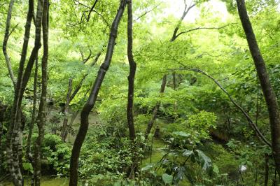 初夏の三重・奈良・京都♪　Vol.232 ☆青もみじの美しい「圓光寺」♪